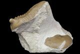 Asaphus Kotlukovi Trilobite Fossil - Russia #165445-1